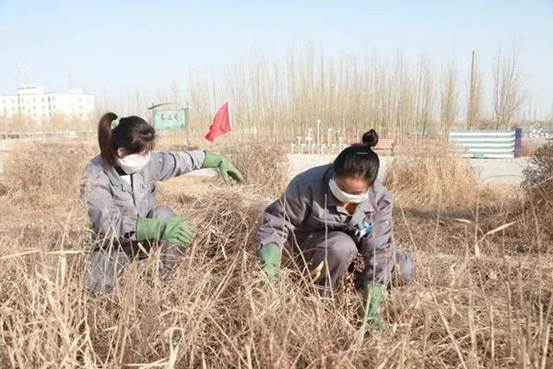 澳门永利纺织集团员工正在除草（曹刚 摄）